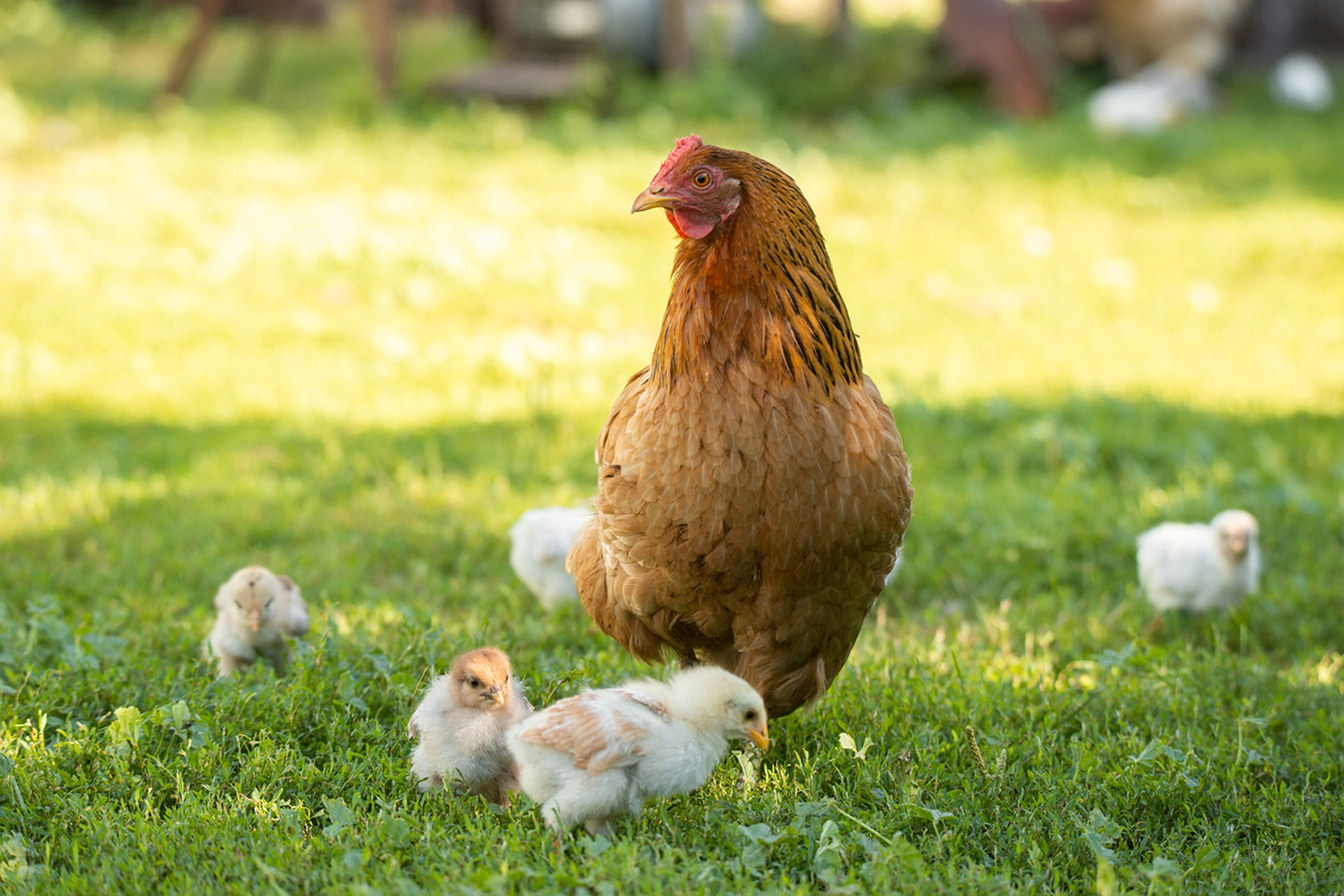 Mother hen with chickens in a rural yard. Chickens in a grass in the village against sun photos. Gallus gallus domesticus. Poultry organic farm.Sustainable economy.Natural farming.Free range chickens.